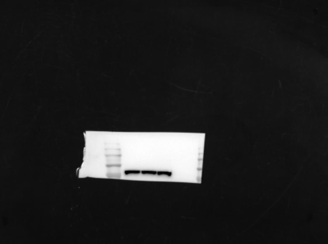 Human/Mouse Phospho-RSK1 (S221)/RSK2 (S227) Antibody MAB892