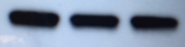 Human Phospho-c‑Jun (S63) Antibody MAB8930