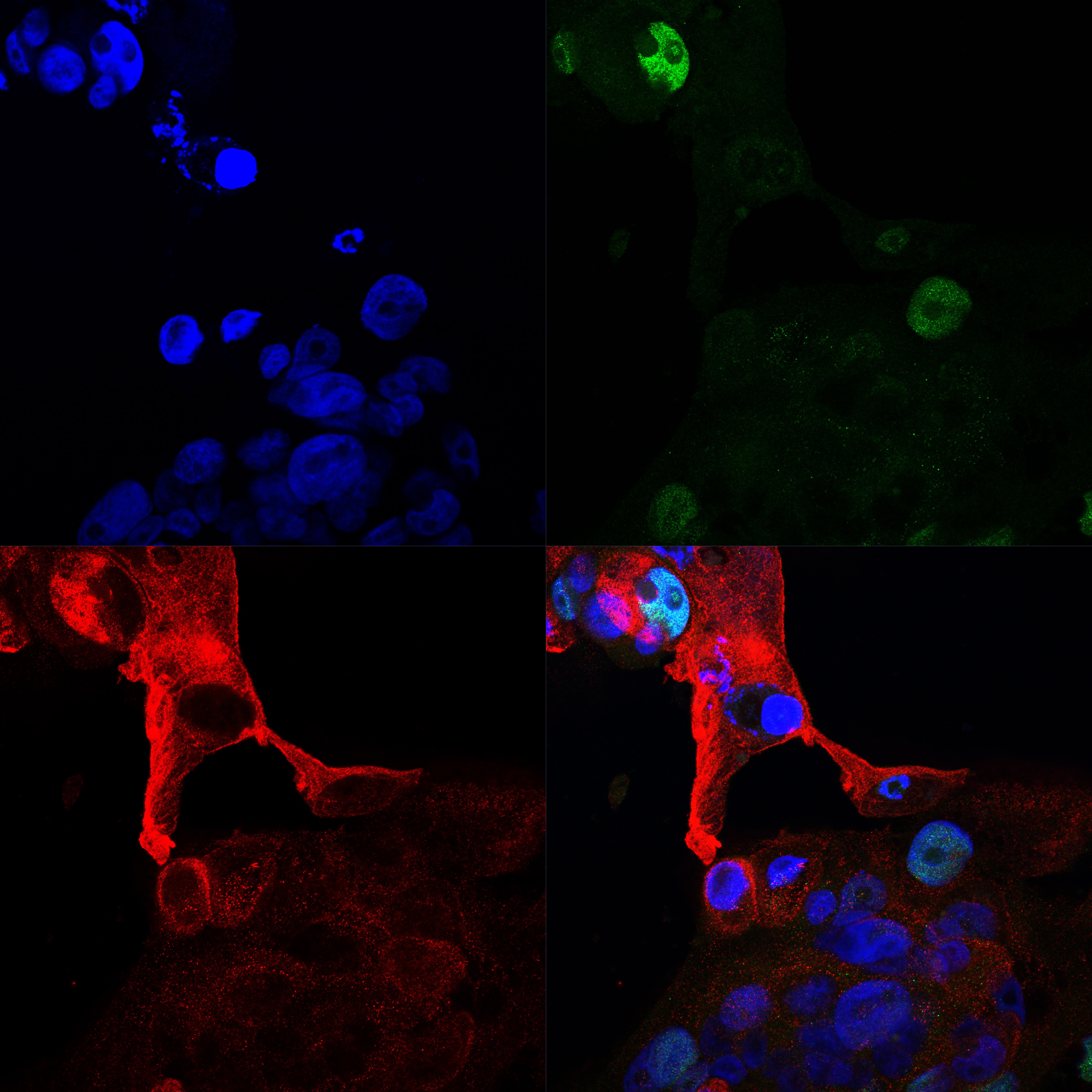 Human Phospho-c‑Jun (S63) Antibody MAB8930