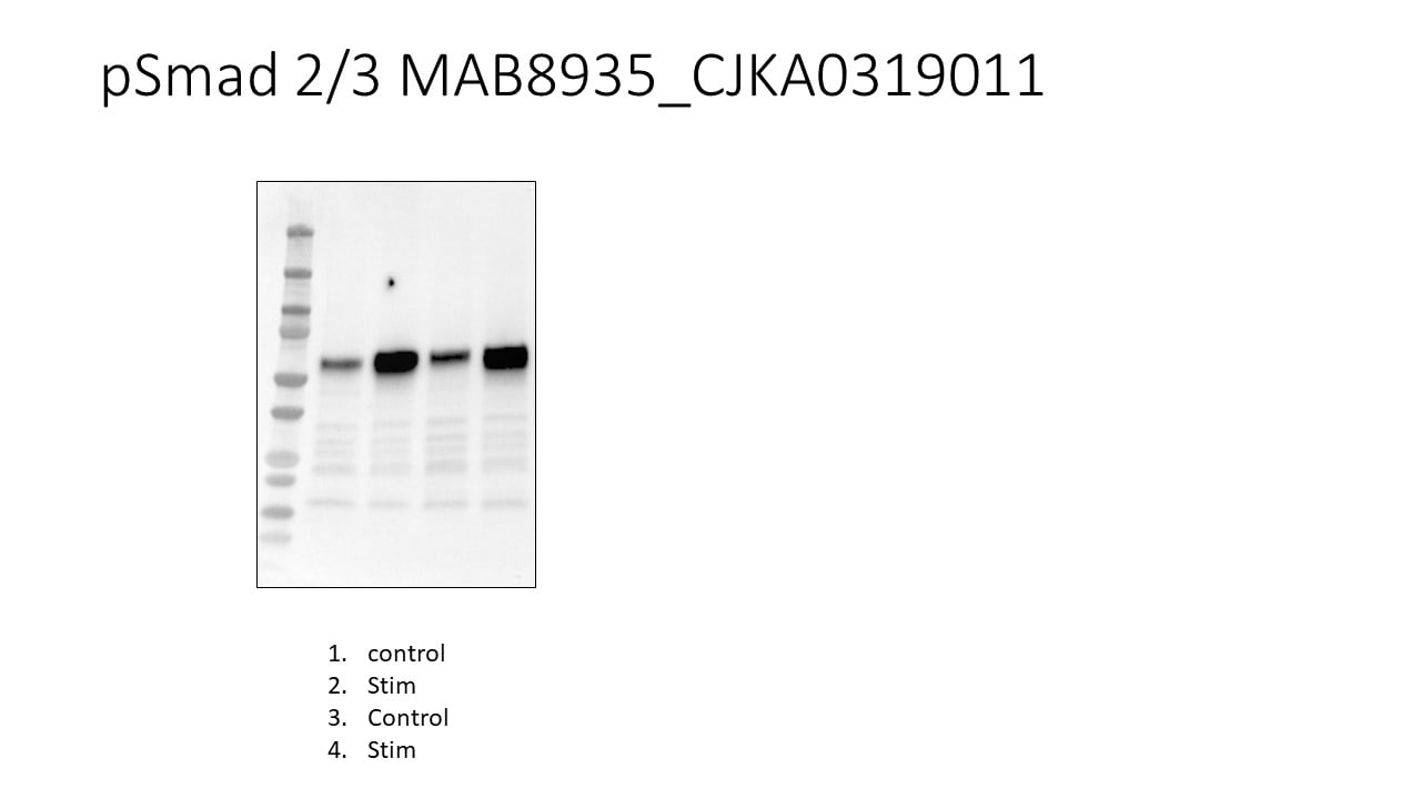 Human Phospho-Smad2/3 (S465/S467) Antibody MAB8935