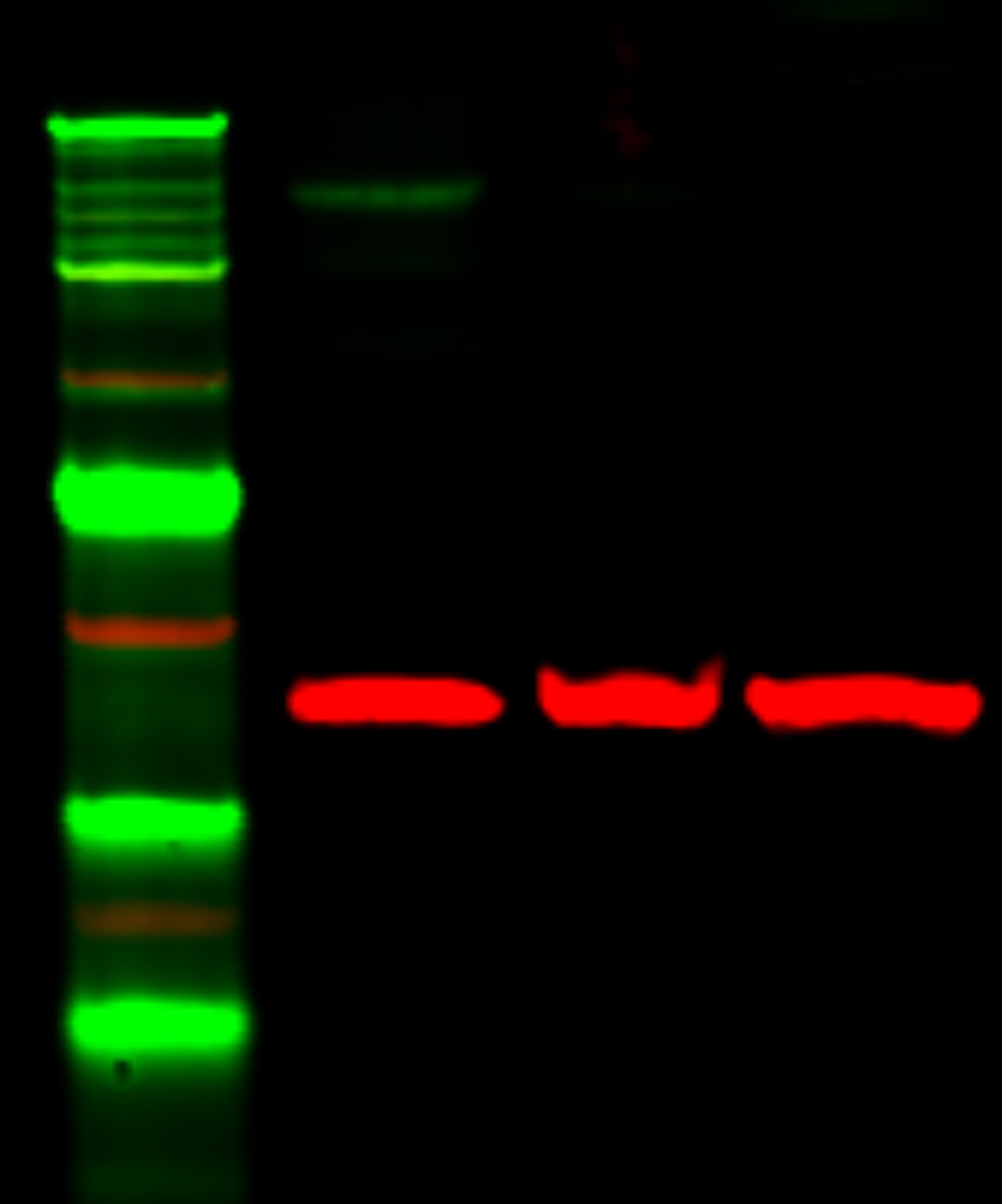 Human beta-Actin Antibody MAB8969