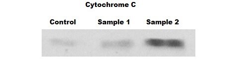 Human/Mouse/Rat Cytochrome c Antibody MAB897