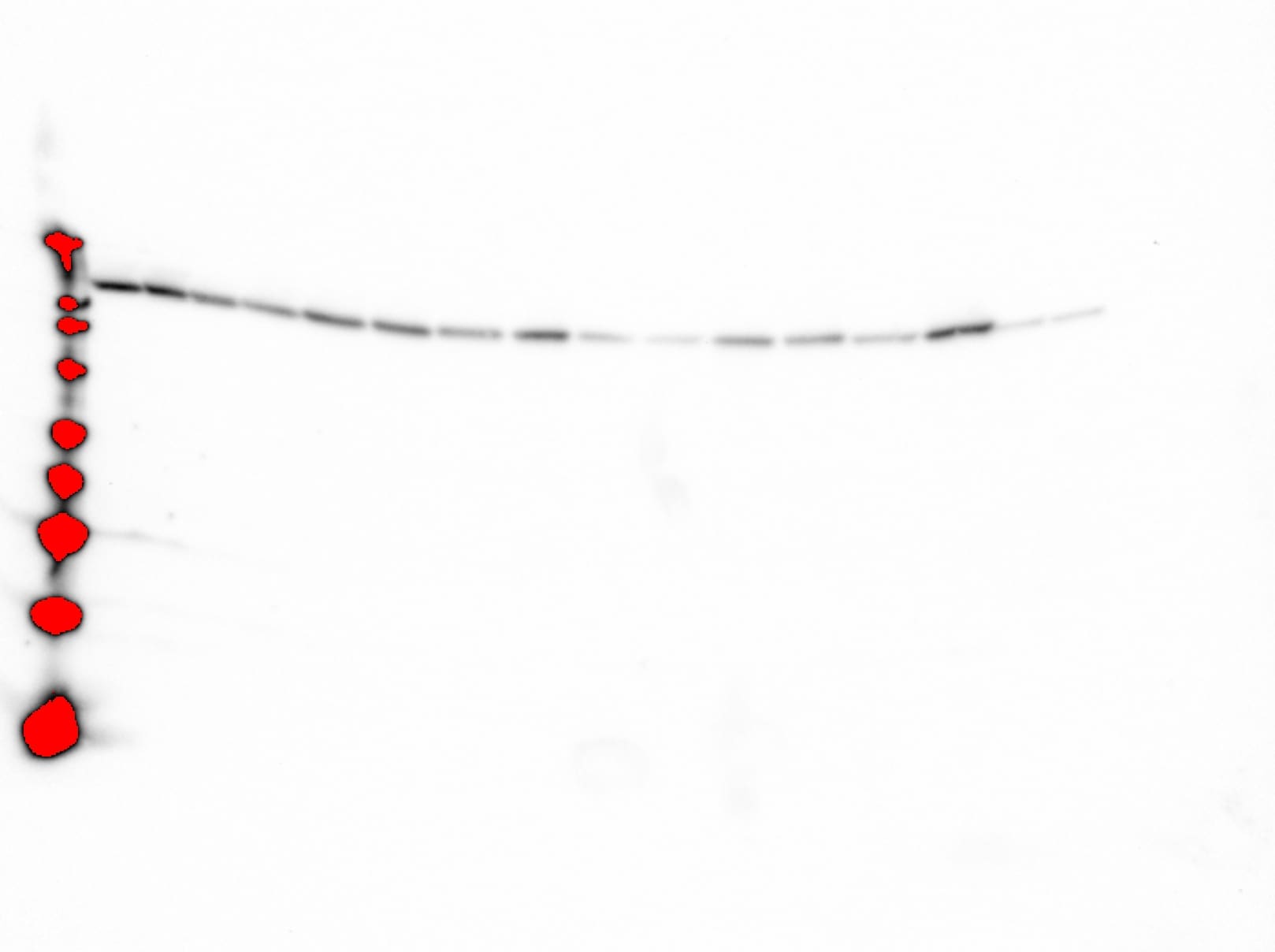 Human Phospho-eNOS (S1177) Antibody MAB9028
