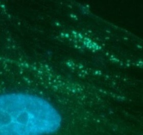 Human SEC13 Antibody MAB9055