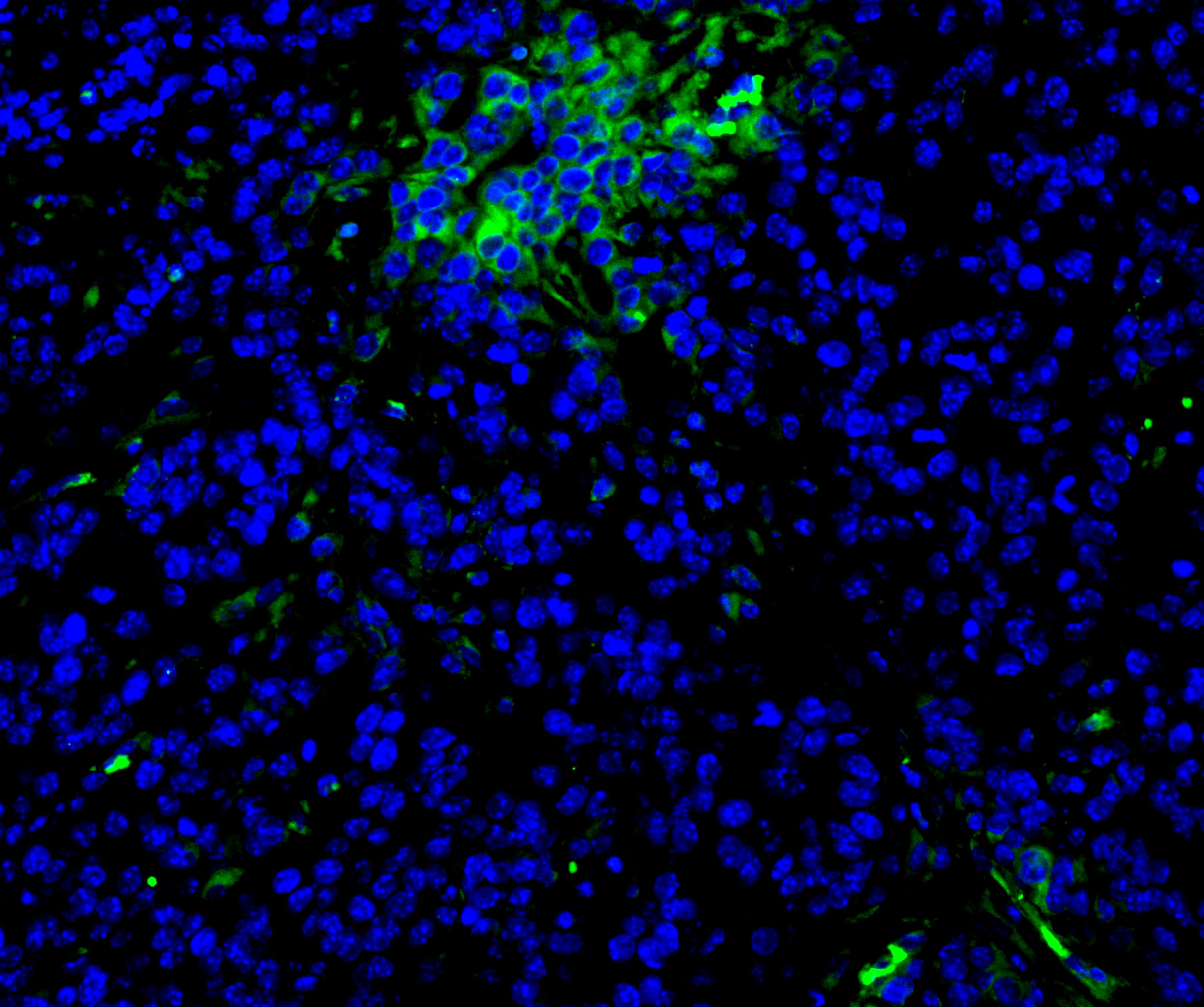 Mouse PD-L1/B7-H1 Antibody MAB90781
