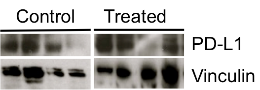 Mouse PD-L1/B7-H1 Antibody MAB90781