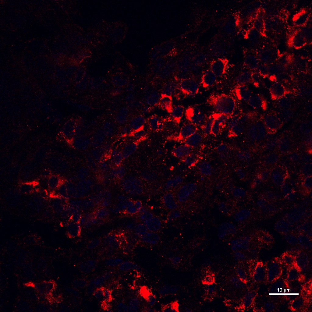 Mouse PD-L1/B7-H1 Antibody MAB90781