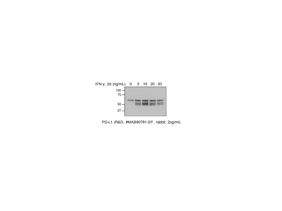 Mouse PD-L1/B7-H1 Antibody MAB90781