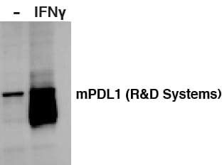Mouse PD-L1/B7-H1 Antibody MAB90781