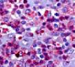 Mouse PD-L1/B7-H1 Antibody MAB90781