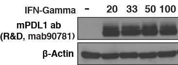 Mouse PD-L1/B7-H1 Antibody MAB90781