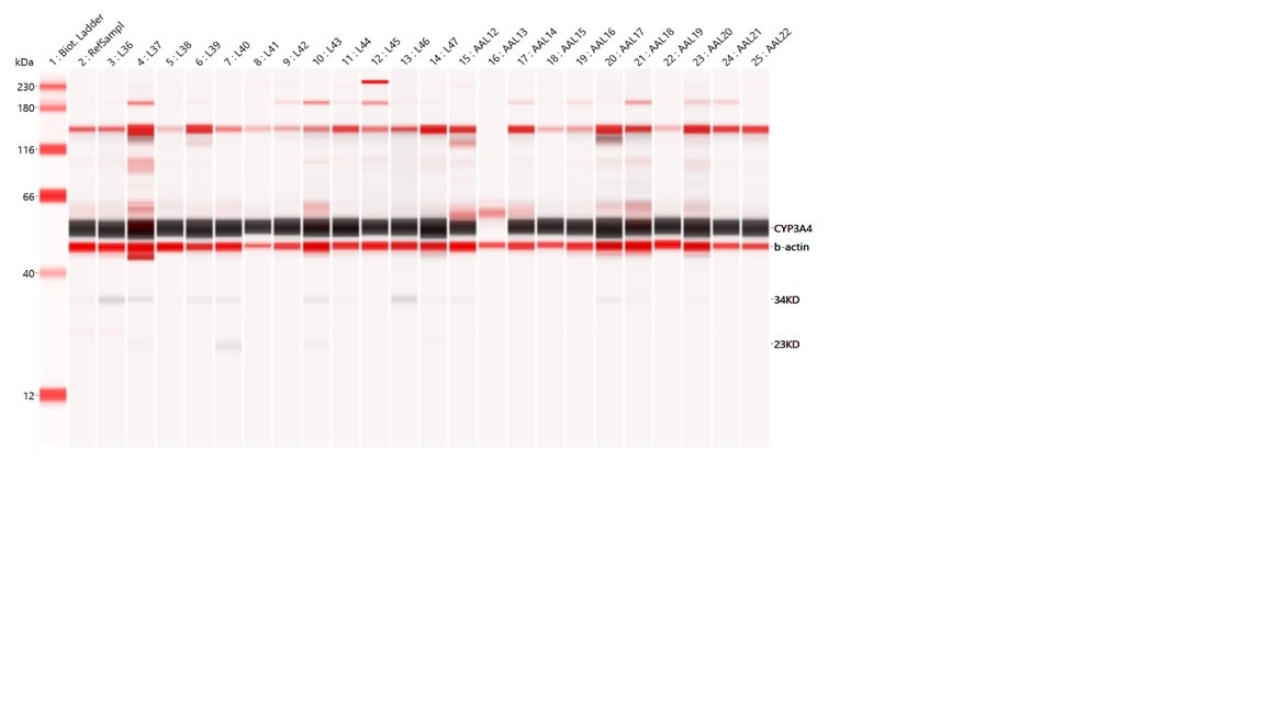 Human CYP3A4 Antibody MAB9079