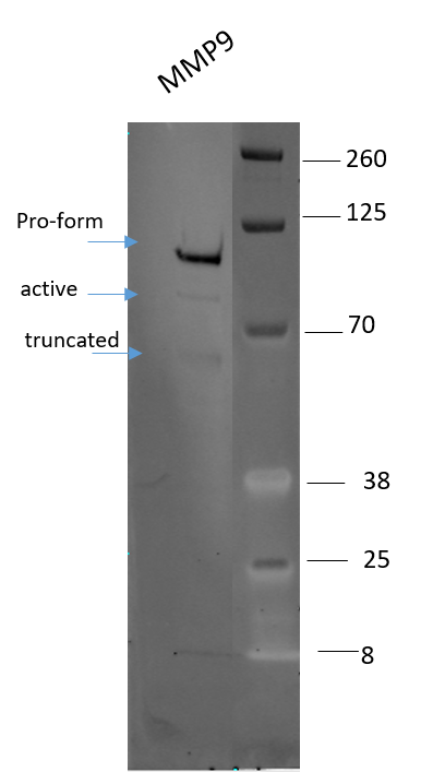 Human MMP‑9 Antibody MAB911