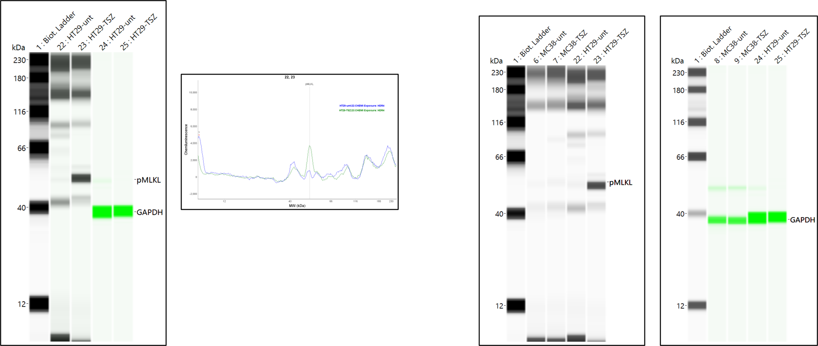 MLKL [p Thr357] Antibody (954724) - Azide and BSA Free MAB91871