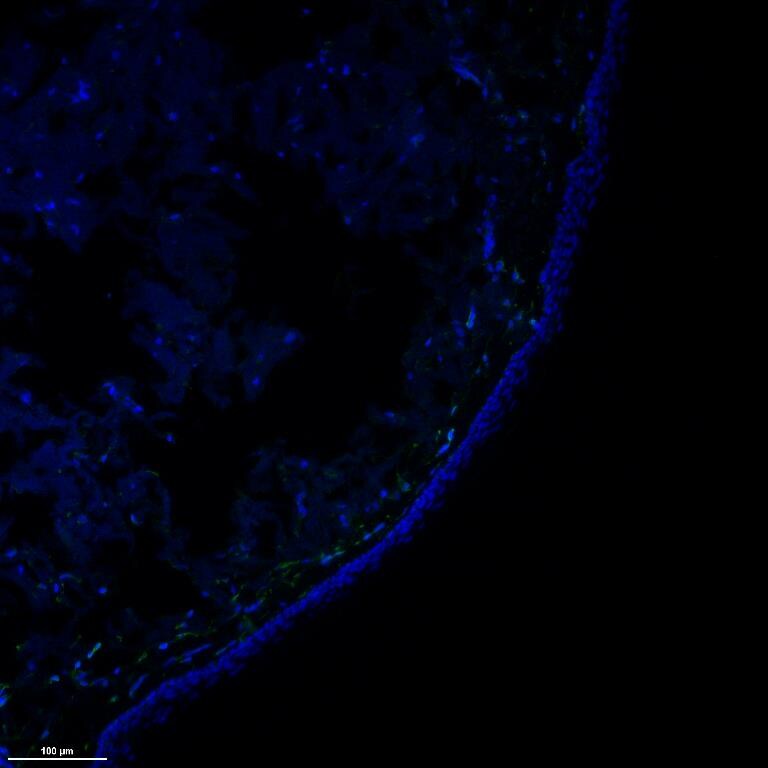 Human IL‑10 Antibody MAB92101