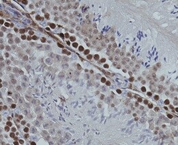 Human MCM7 Antibody MAB9217