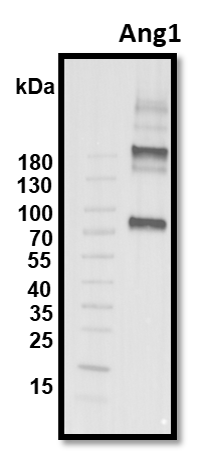 Human Angiopoietin‑1 Antibody MAB923