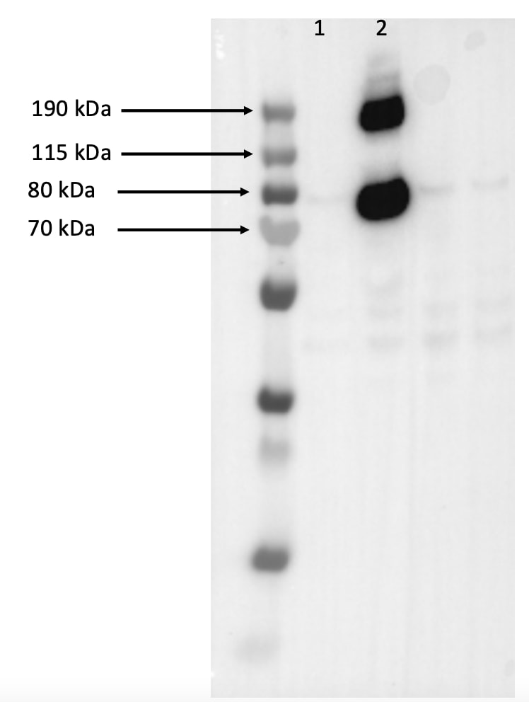 Human Angiopoietin‑1 Antibody MAB923