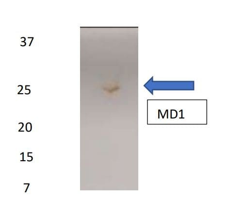 Human MD‑1 Antibody MAB925