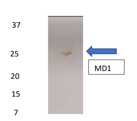 Human MD‑1 Antibody MAB925