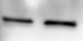 Human MD‑1 Antibody MAB925