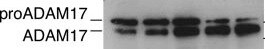 Human TACE/ADAM17 Ectodomain Antibody MAB9301