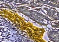 Human/Mouse/Rat alpha-Cardiac Actin Antibody MAB9308