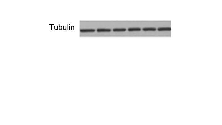 Human/Mouse/Rat  alpha  Tubulin Antibody MAB9344