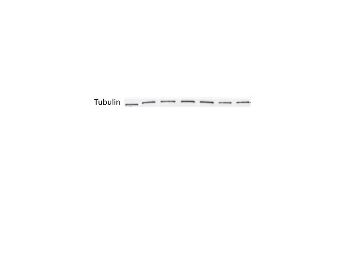 Human/Mouse/Rat  alpha  Tubulin Antibody MAB9344