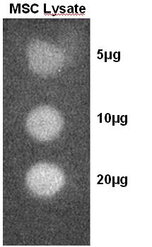 Human/Mouse/Rat  alpha  Tubulin Antibody MAB9344