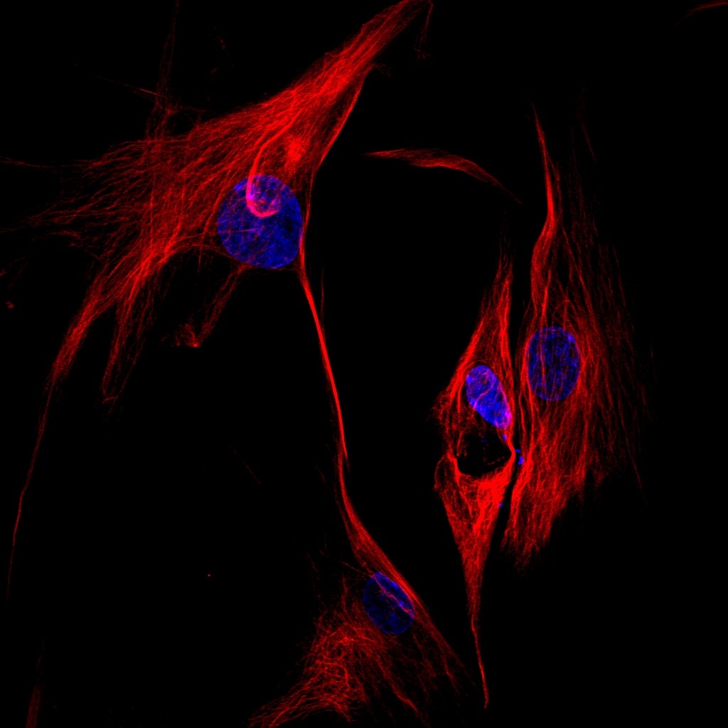 Human/Mouse/Rat  alpha  Tubulin Antibody MAB9344