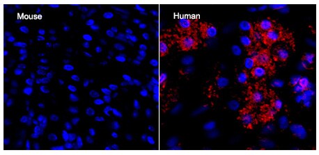 Pepsinogen A Antibody (961902) - Azide and BSA Free MAB9350