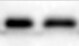 Human Ferritin Antibody MAB93541