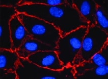 Human VE‑Cadherin Antibody MAB9381
