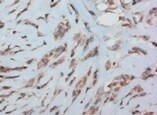 Mouse SPARC Antibody MAB942