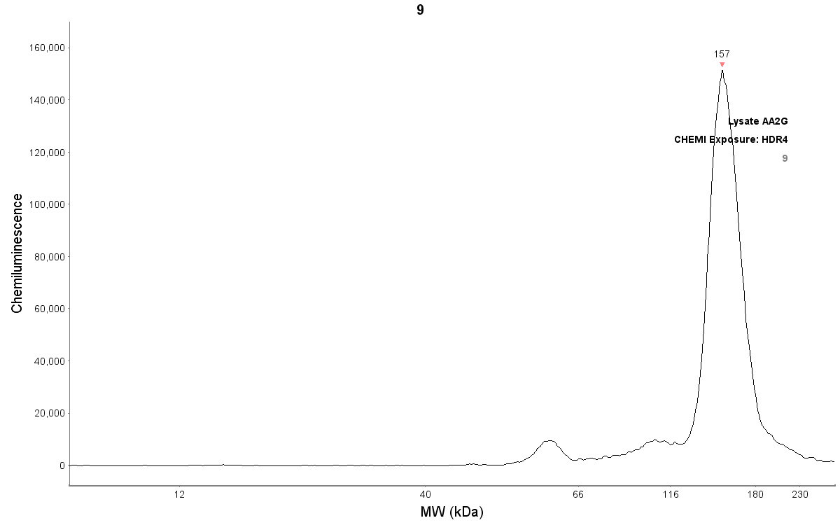 Human Desmoglein‑1 Antibody MAB944