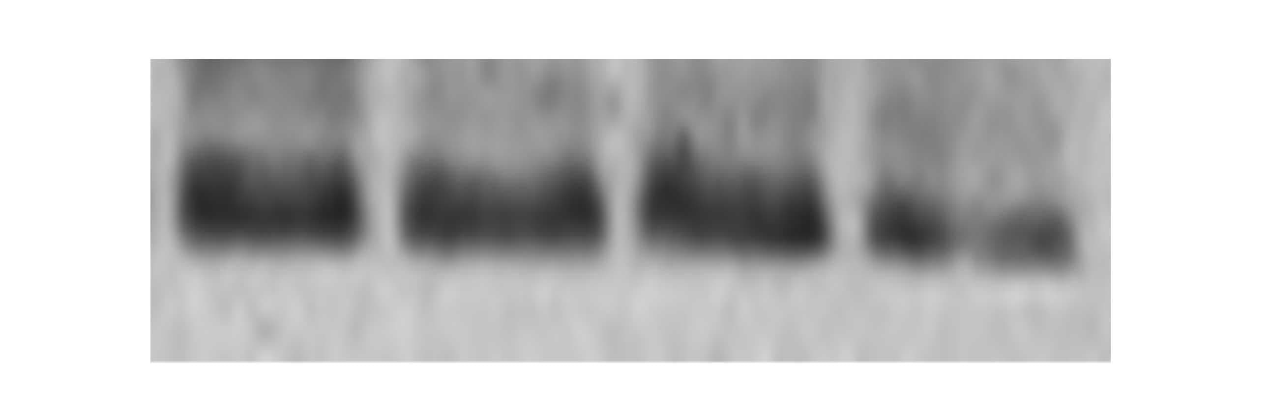 Mouse ADAM15 Ectodomain Antibody MAB945