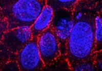 Human Desmoglein‑2 Antibody MAB947