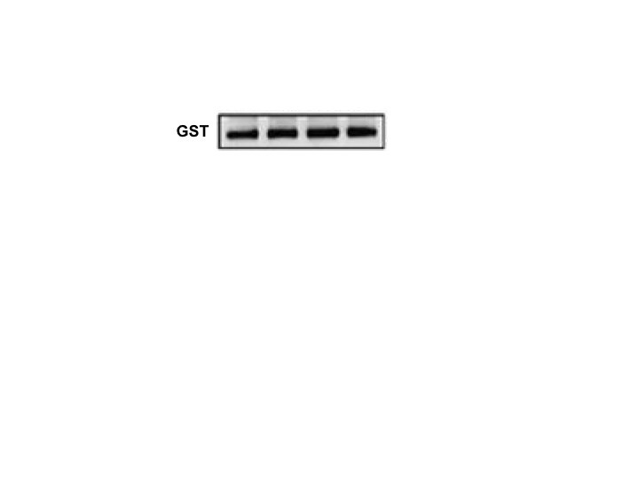 Glutathione S‑Transferase/GST Antibody MAB9499