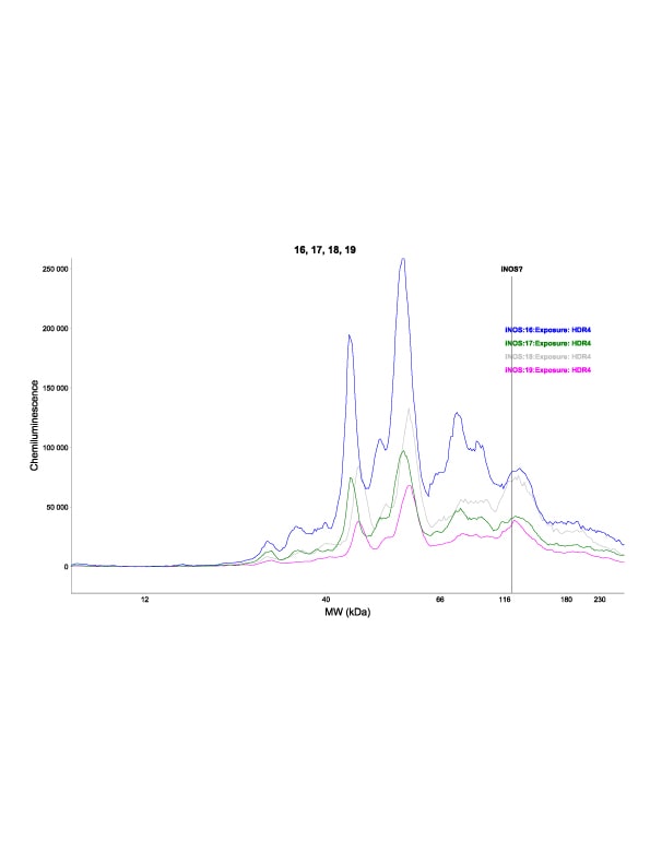 Human/Mouse/Rat iNOS Antibody MAB9502