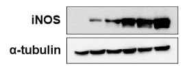 Human/Mouse/Rat iNOS Antibody MAB9502