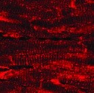Human/Mouse Kir2.1 Antibody MAB9548