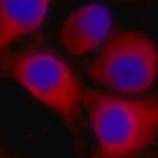 Human CRBN Antibody MAB9574
