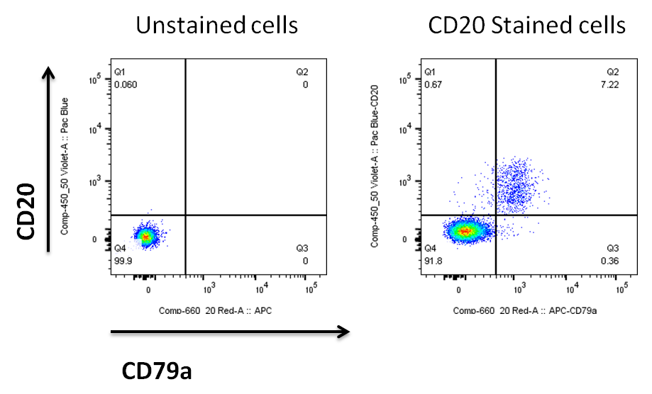 Human CD20 (Research Grade Rituximab Biosimilar) Antibody MAB9575