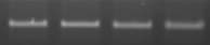 Human/Primate GDF‑15 Antibody MAB957
