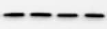 Human/Primate GDF‑15 Antibody MAB957