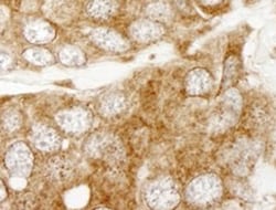 Human Angiopoietin‑4 Antibody MAB964