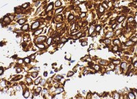 Human FGF‑19 Antibody MAB969