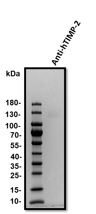 Human TIMP‑2 Antibody MAB971