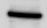 Mouse CD14 Antibody MAB982